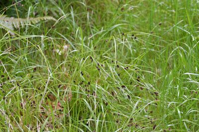 Carex dissita, photographed by Christopher Stephens