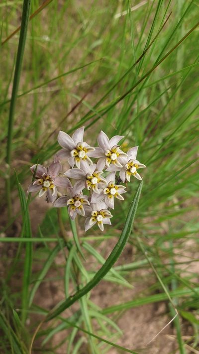 Asclepias flexuosa, photographed by Aaliyah Motala