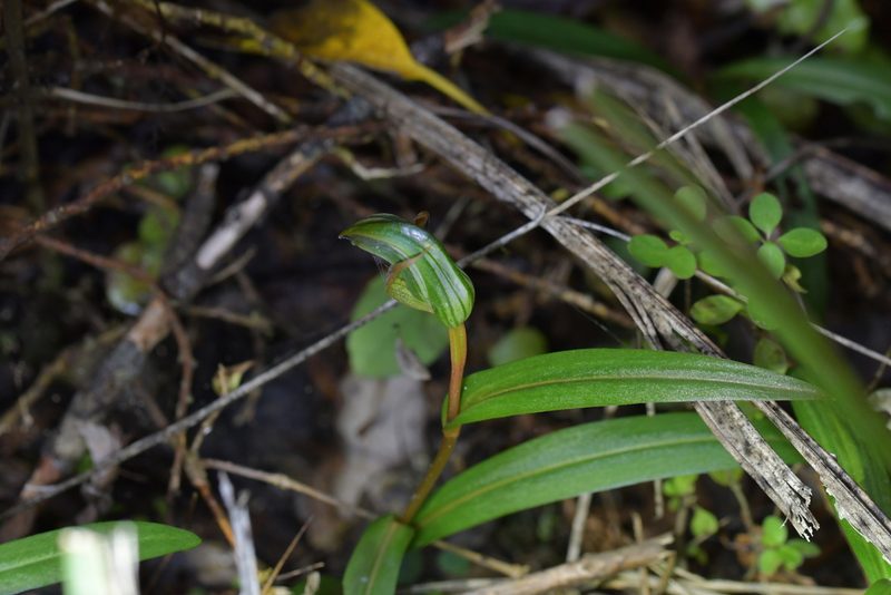 Pterostylis auriculata, photographed by Christopher Stephens
