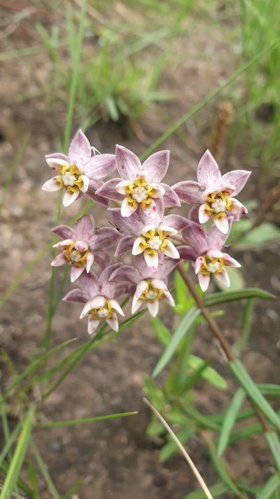 Asclepias flexuosa, photographed by Aaliyah Motala