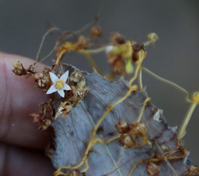 Cuscuta nitida, photographed by Tony Rebelo