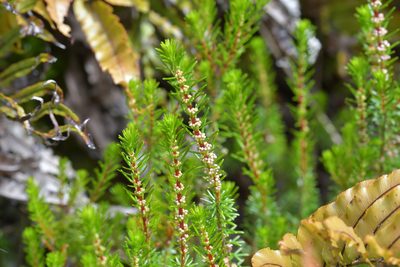 Erica vagans, photographed by Christopher Stephens