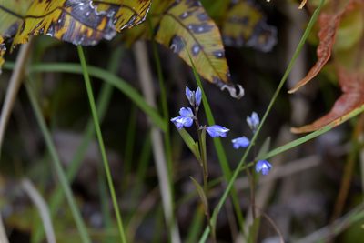 Polygala serpyllifolia, photographed by Christopher Stephens