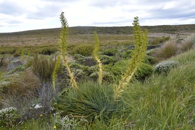 Aciphylla scott-thomsonii, photographed by Christopher Stephens