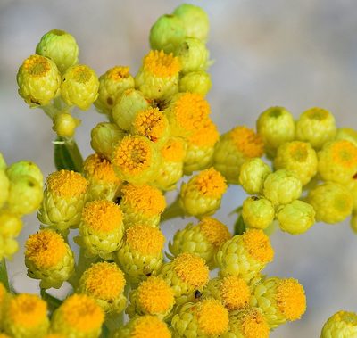 Helichrysum plicatum, photographed by Kostas Zontanos
