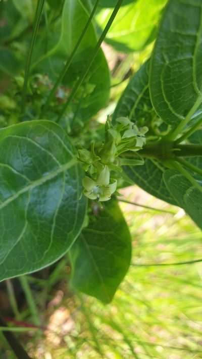Vangueria venosa, photographed by Aaliyah Motala