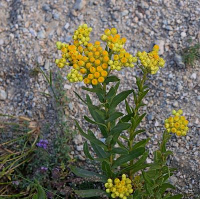 Helichrysum plicatum, photographed by Kostas Zontanos