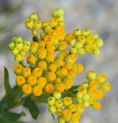 Helichrysum plicatum, photographed by Kostas Zontanos