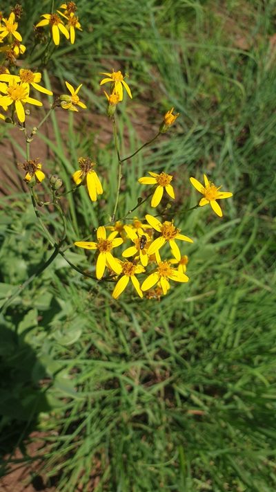 Senecio latifolius, photographed by Aaliyah Motala