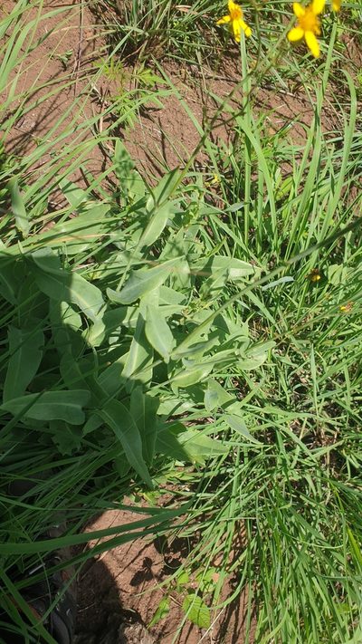 Senecio latifolius, photographed by Aaliyah Motala