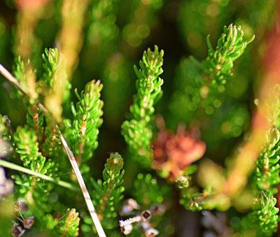Erica spiculifolia, photographed by Kostas Zontanos