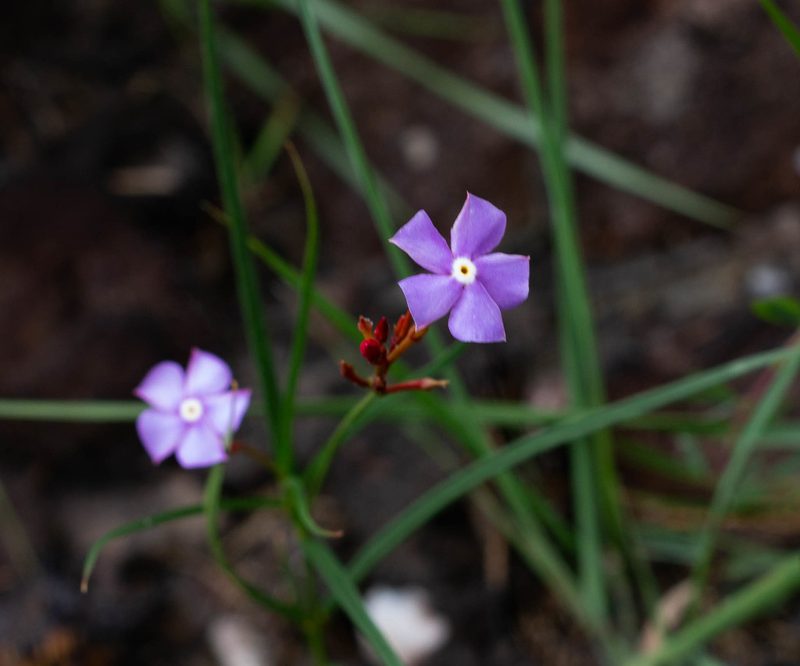 Mandevilla tenuifolia, photographed by Márcia Martins