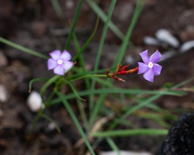Mandevilla tenuifolia, photographed by Márcia Martins