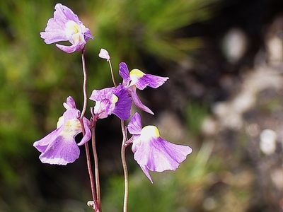 Utricularia welwitschii, photographed by Di Turner