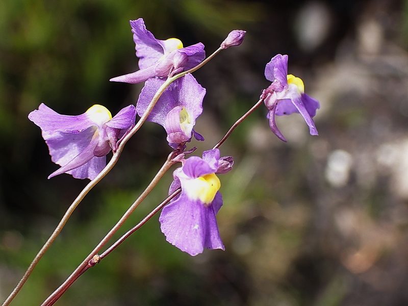 Utricularia welwitschii, photographed by Di Turner