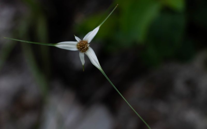 Rhynchospora consanguinea, photographed by Márcia Martins