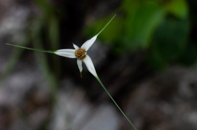 Rhynchospora consanguinea, photographed by Márcia Martins