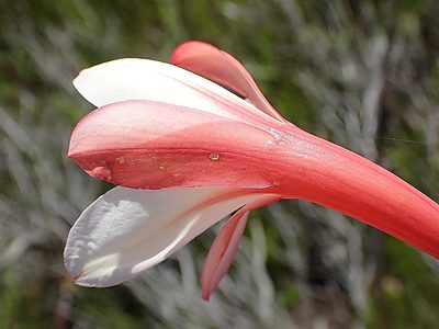 Watsonia fourcadei, photographed by Di Turner