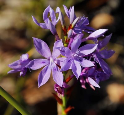 Thereianthus spicatus, photographed by Tony Rebelo