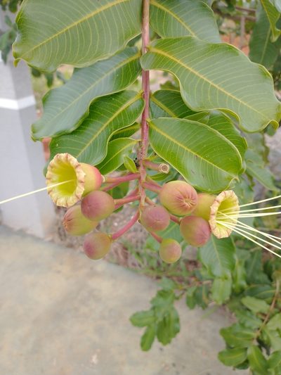Lafoensia pacari, photographed by Cristiane Colodel
