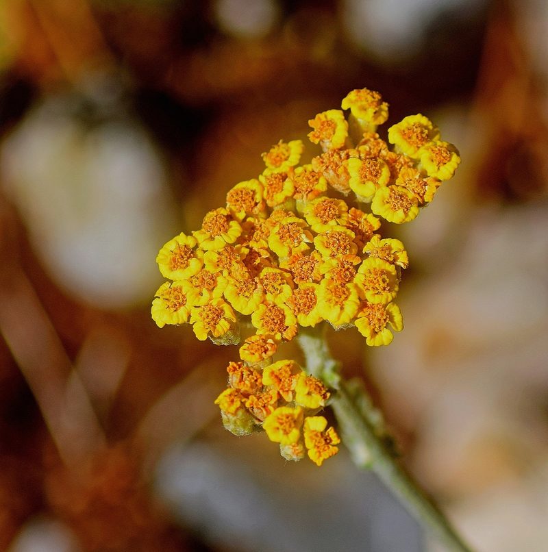Achillea holosericea, photographed by Kostas Zontanos