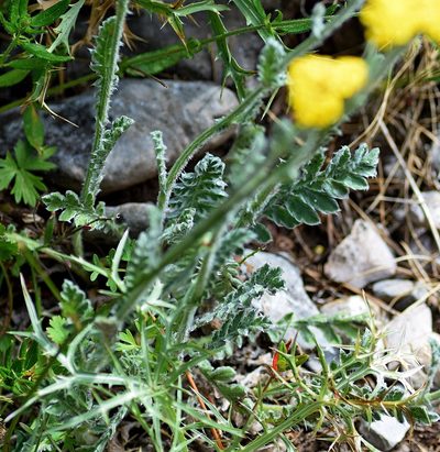 Achillea holosericea, photographed by Kostas Zontanos