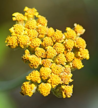 Achillea holosericea, photographed by Kostas Zontanos