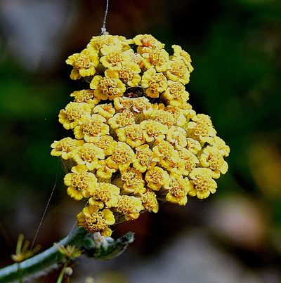 Achillea holosericea, photographed by Kostas Zontanos