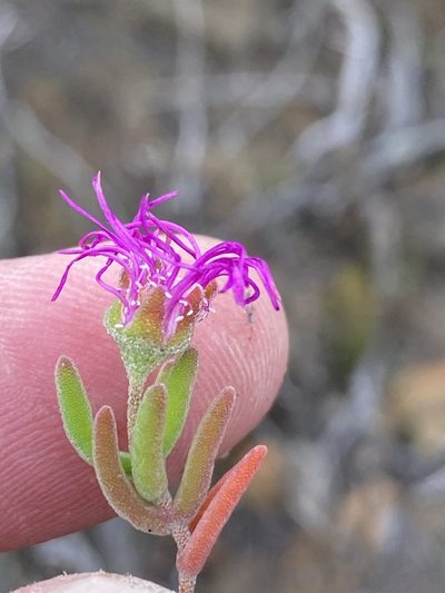 Drosanthemum ambiguum, photographed by Dave U