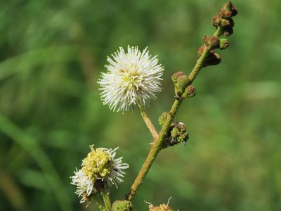Mimosa tweedieana, photographed by Gonzalo Roget