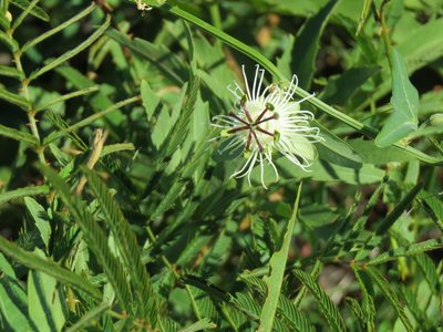 Passiflora misera, photographed by Gonzalo Roget
