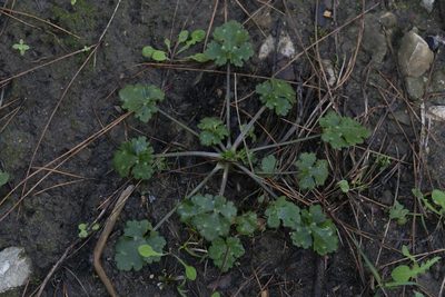 Ranunculus neapolitanus, photographed by Eleftherios Katsillis