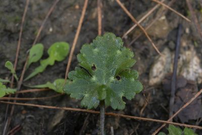 Ranunculus neapolitanus, photographed by Eleftherios Katsillis