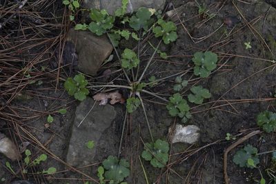 Ranunculus neapolitanus, photographed by Eleftherios Katsillis