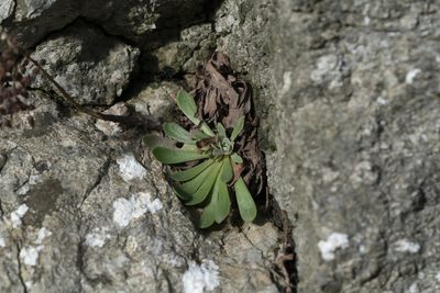 Rosularia serrata, photographed by Eleftherios Katsillis
