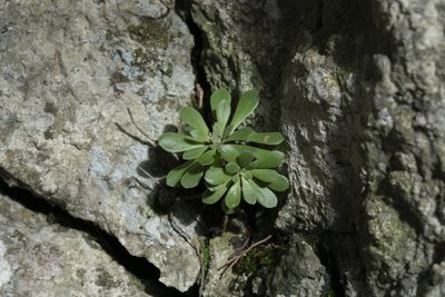 Rosularia serrata, photographed by Eleftherios Katsillis