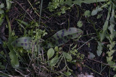 Orchis anatolica, photographed by Eleftherios Katsillis