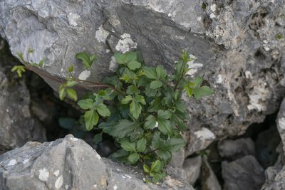 Clematis cirrhosa, photographed by Eleftherios Katsillis