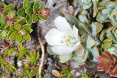 Tribeles australis, photographed by aacocucci