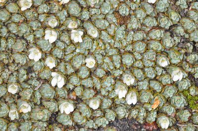 Tribeles australis, photographed by aacocucci
