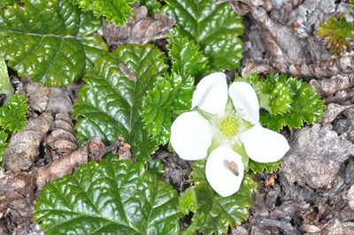 Rubus geoides, photographed by aacocucci
