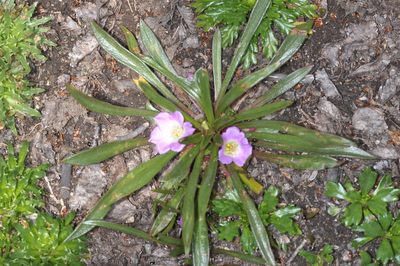 Calandrinia colchaguensis, photographed by aacocucci