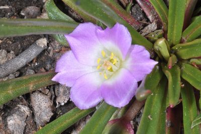 Calandrinia colchaguensis, photographed by aacocucci