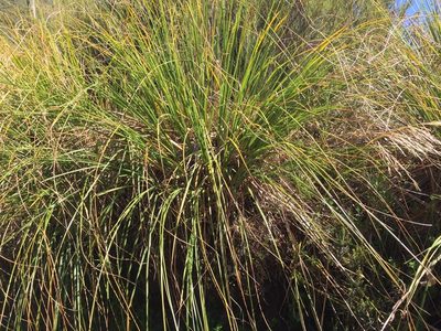Chionochloa flavescens, photographed by Matt Scott