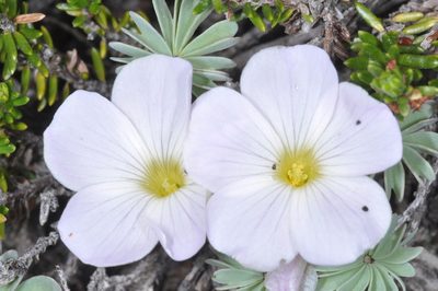 Oxalis adenophylla, photographed by aacocucci