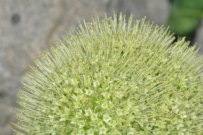 Gamocarpha macrocephala, photographed by aacocucci