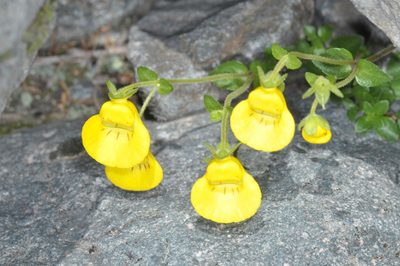 Calceolaria tenella, photographed by aacocucci