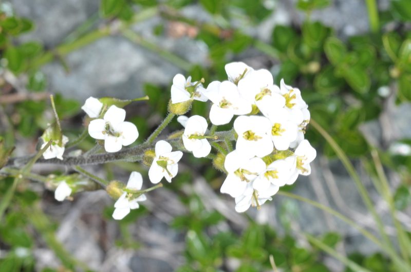 Draba gilliesii, photographed by aacocucci
