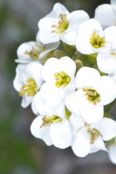 Draba gilliesii, photographed by aacocucci