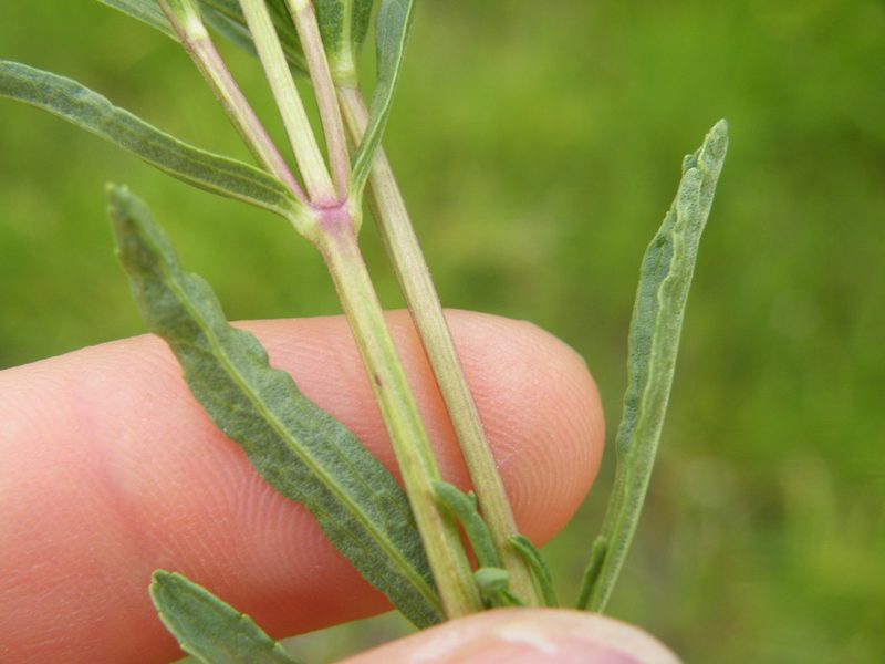 Stachys hyssopoides, photographed by Antoinette Eyssell Knox